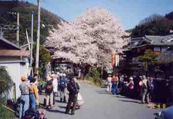 駅前の桜も満開