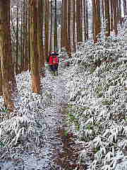 山頂への笹道にも残雪