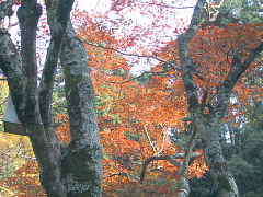 牛尾神社の紅葉