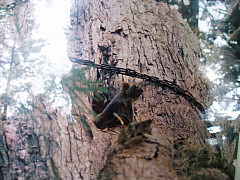 ご神木に住むムササビの写真